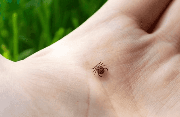 Лето близится к закату, но клещи продолжают активность 