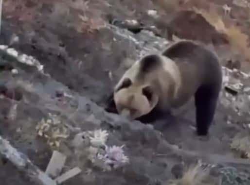 На Южном Урале медведь раскопал могилу, чтобы пообедать останками 