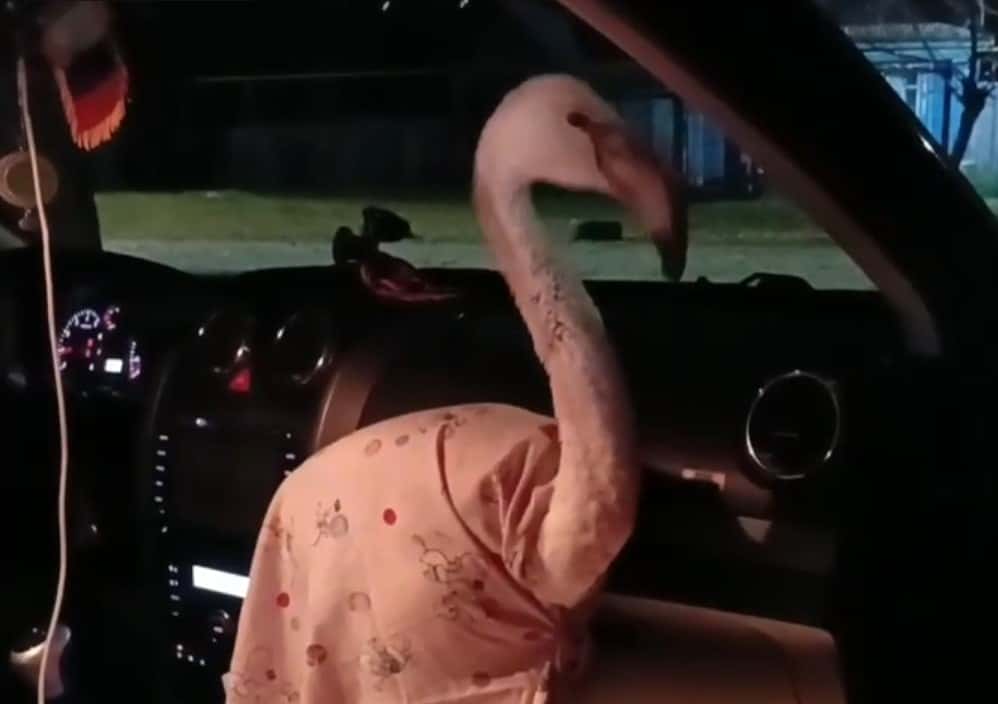 Розового фламинго везут домой с реабилитации после ранения в свердловском лесу 