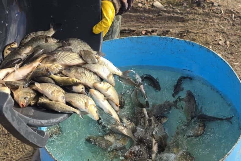 Здесь рыба есть! Более 24 тысяч мальков сазана выпустили в уральские водоёмы 