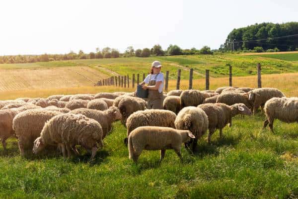 В Тюмени мужчина зарезал барана во дворе — его нашли и привлекли к ответственности