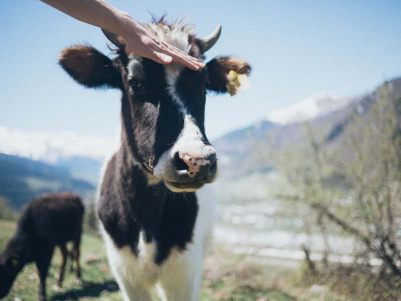 На Урале суд заставил фермера заплатить 63 тыс. за то, что его коровы съели чужой ячмень