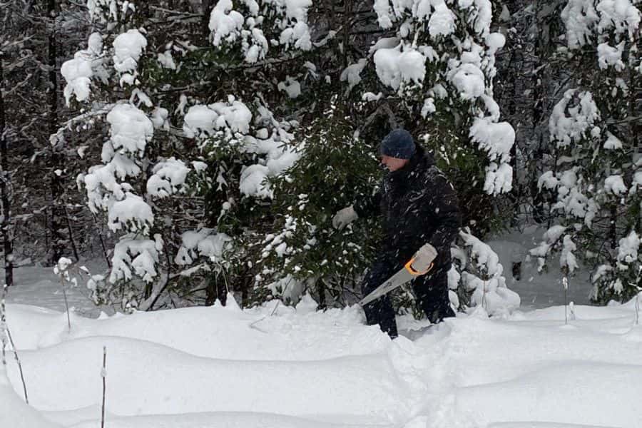 Как легально взять ель в лесу на Урале: правила и цены 2025 года