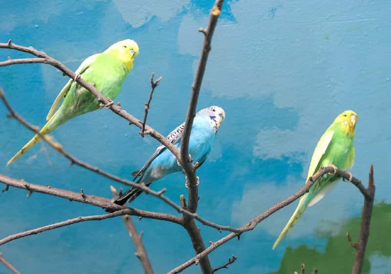 Новые обитатели зоопарка: 10 попугаев приехали из «Малинок»