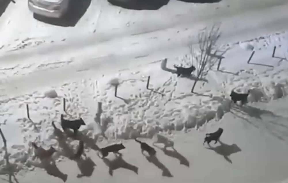 Жители боятся выходить на улицу — по Екатеринбургу гуляет стая агрессивных собак 