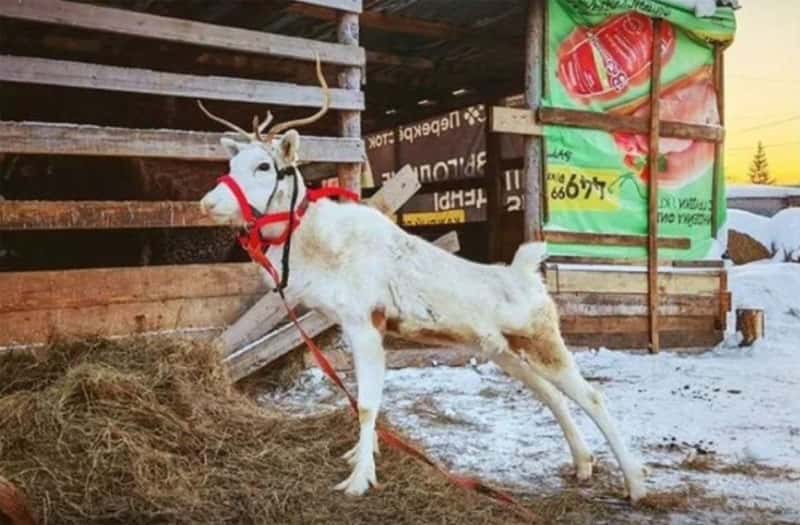 Деньги собрали за два дня: чем закончилась история с продажей оленихи