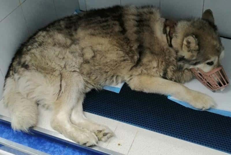 В Екатеринбурге массово травят собак: найдено более 30 опасных мест