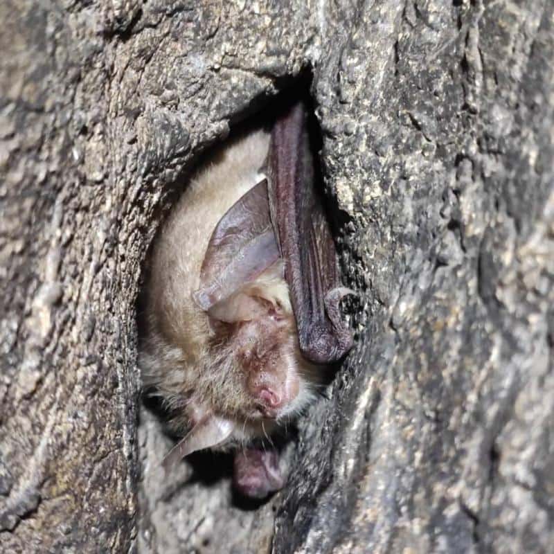 В Свердловской области ученые обнаружили редких летучих мышей в карстовых пещерах