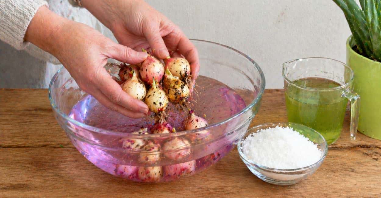 Дачники, вот 1 фишка при посадке: лук с кулак и сочный — вкуснее не бывает