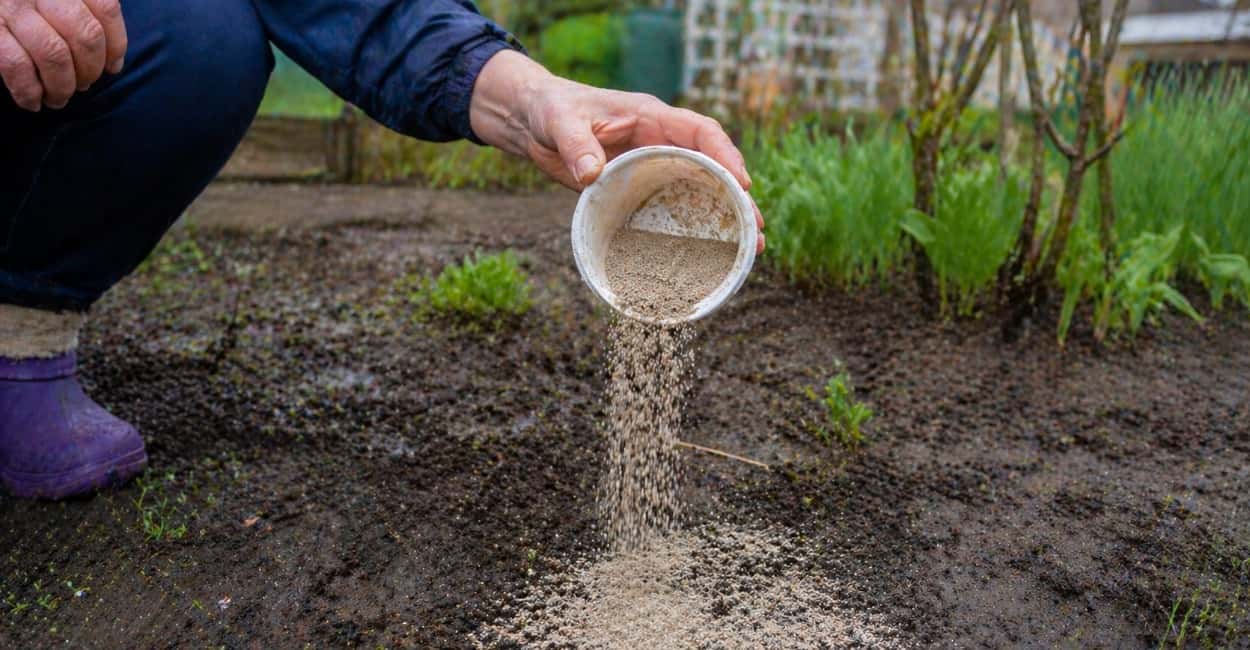 Не удобрение, а находка — мощнее навоза, компоста и селитры: сыплю после дождя в апреле и почва — мягче пуха
