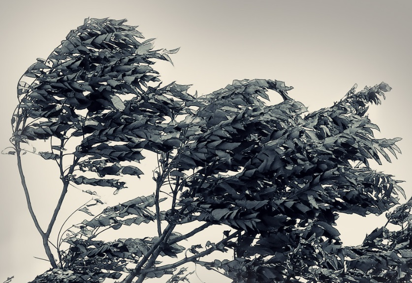 Штормовое предупреждение из-за сильного ветра объявлено в Свердловской области