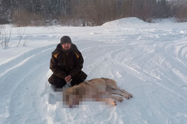 Уральский манси в лютый мороз вынужденно добыл волка — тот стал таскать собак и жить людям спокойно не давал Уральский манси в лютый мороз вынужденно добыл волка — тот стал таскать собак и жить людям спокойно не давал