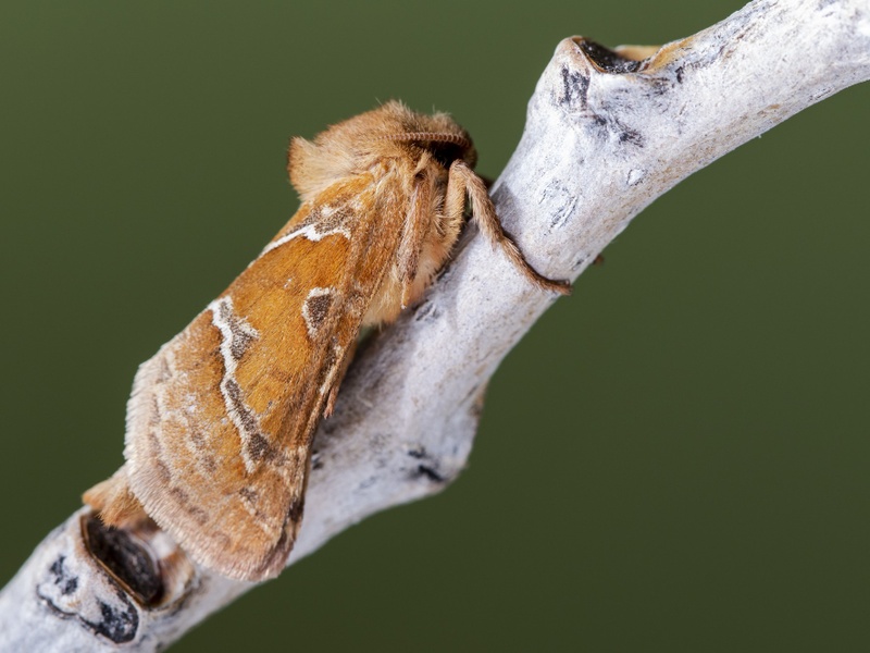 2,5 миллиона помощников: в Свердловскую область завезли полезных насекомых | В Свердловскую область завезли 2,5 млн полезных насекомых для защиты урожая