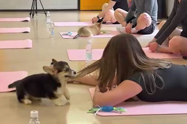 Йога с корги: новый тренд в сфере оздоровления и релаксации