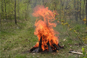 Как не сжечь лес в праздники? Правила
