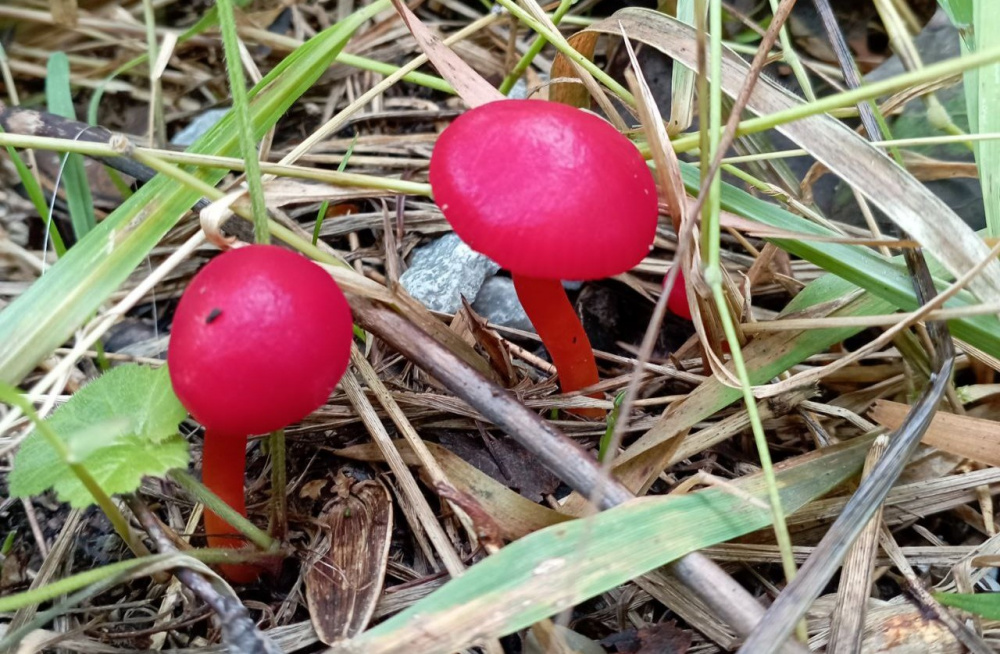 Грибники стали находить уникальный красный гриб | На Урале появились красные грибы Грибники стали находить уникальный красный гриб | На Урале появились красные грибы