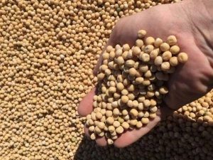 Россельхознадзор запретил в Зауралье оборот 4 тыс. тонн гороха из-за отсутствия данных о токсинах и ГМО | В Курганской области остановили оборот 4 тысячи тонн гороха 