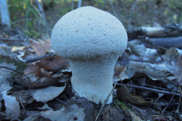 Житель Челябинской области нашёл и съел дождевик весом 3,3 килограмма Житель Челябинской области нашёл и съел дождевик весом 3,3 килограмма