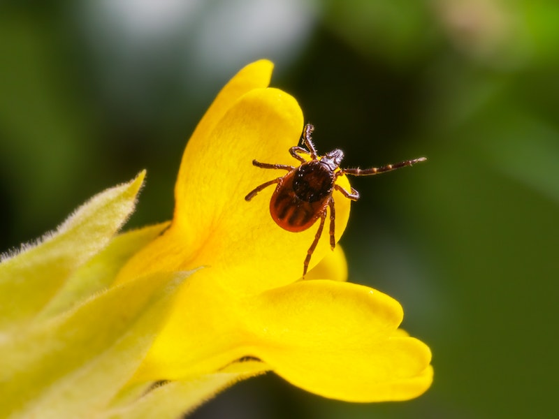 От клещей пострадали уже 18 600 свердловчан | В Свердловской области клещи покусали 18 600 человек От клещей пострадали уже 18 600 свердловчан | В Свердловской области клещи покусали 18 600 человек