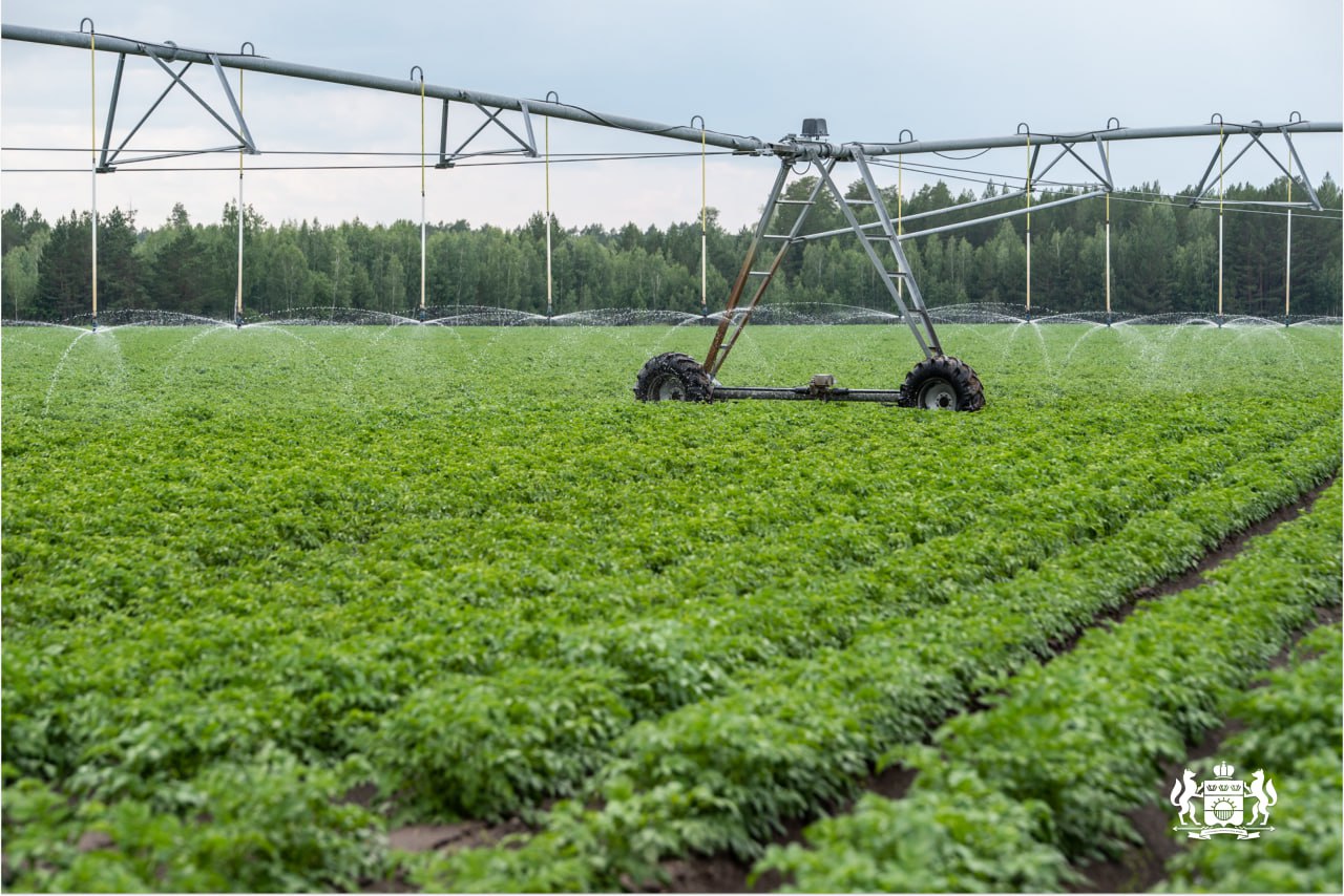 Уральские аграрии возглавляют производство элитных семян картофеля