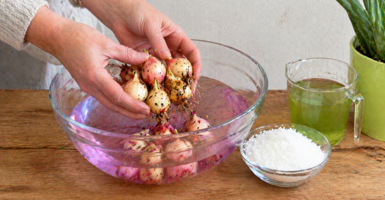 Дачники, вот 1 фишка при посадке: лук с кулак и сочный — вкуснее не бывает