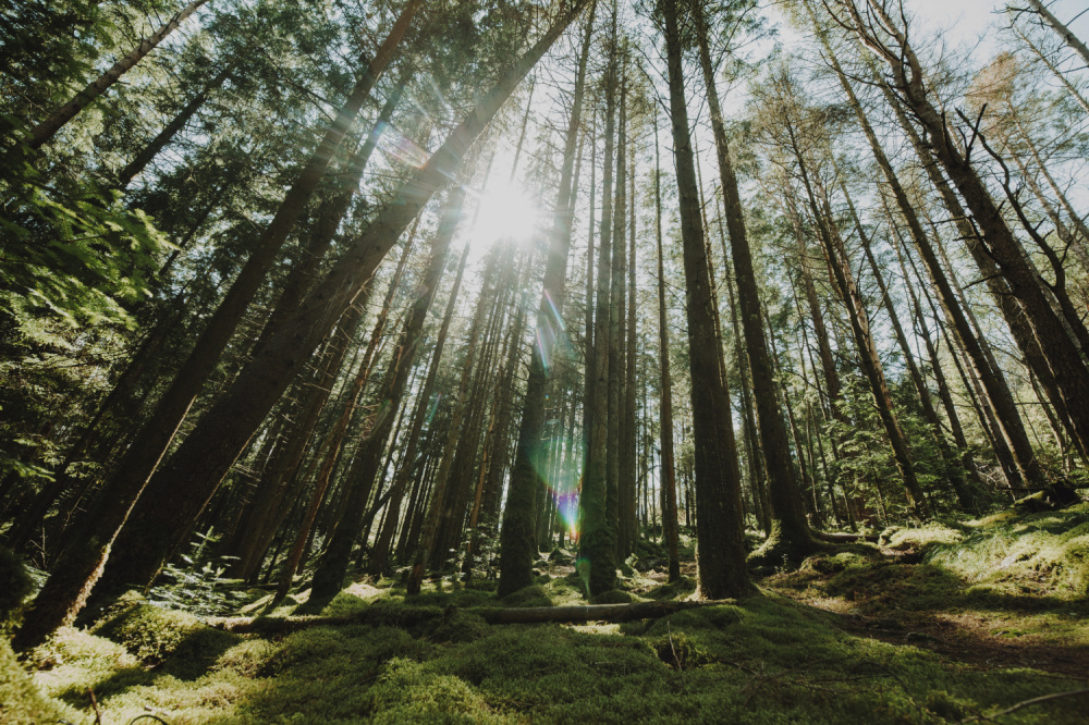 Искать пропавшего в Челябинской области подростка будут по всему Уралу | На Урале расширяют географию поисков пропавшего подростка