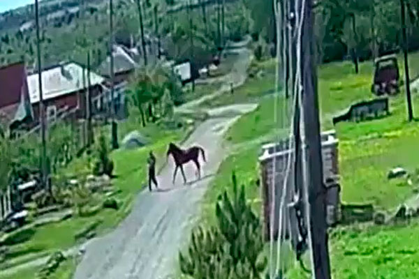 Агрессивный конь держит в страхе жителей села в Свердловской области