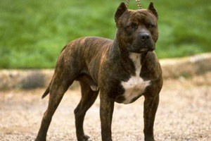 Хозяйку собаки-агрессора из Нижнего Тагила арестовали Хозяйку собаки-агрессора из Нижнего Тагила арестовали