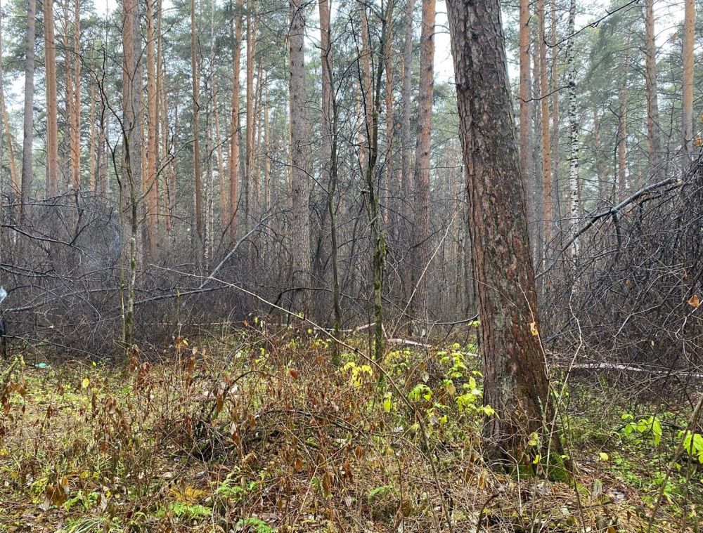В Екатеринбурге в лесопарке найден труп женщины  | Тело женщины найдено в Юго-Западном лесопарке Екатеринбурга 