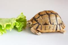 В Оренбурге нашли десятки мертвых черепах