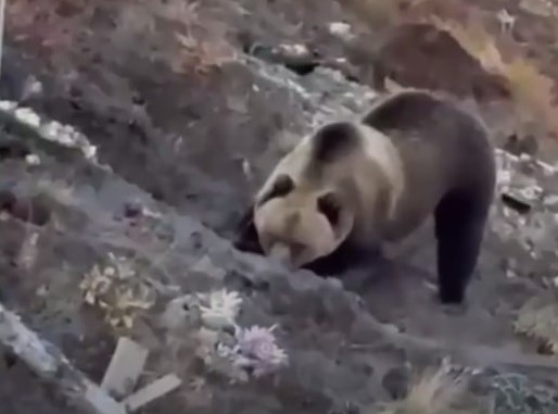 На Южном Урале медведь раскопал могилу, чтобы пообедать останками  | На кладбище в Златоусте медведь раскопал могилу 