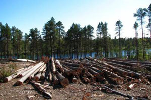 Директор Билимбаевского лесничества получил условный срок за незаконную вырубку