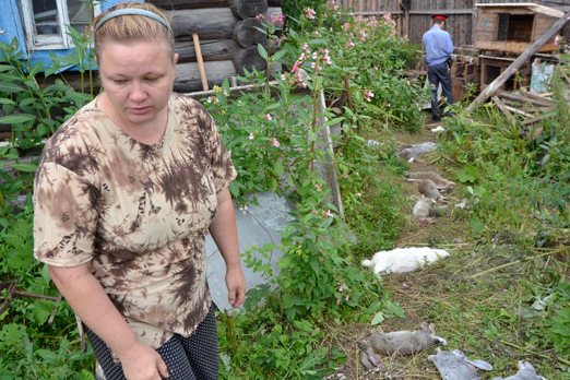 В Ревде чупакабра уничтожила сотню кроликов и птиц