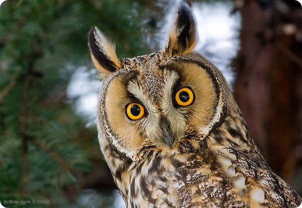 В Златоусте появится парк птиц