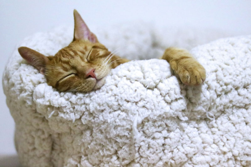 Жители России бросились искать нянь для кошек | В России резко вырос спрос на нянь для кошек