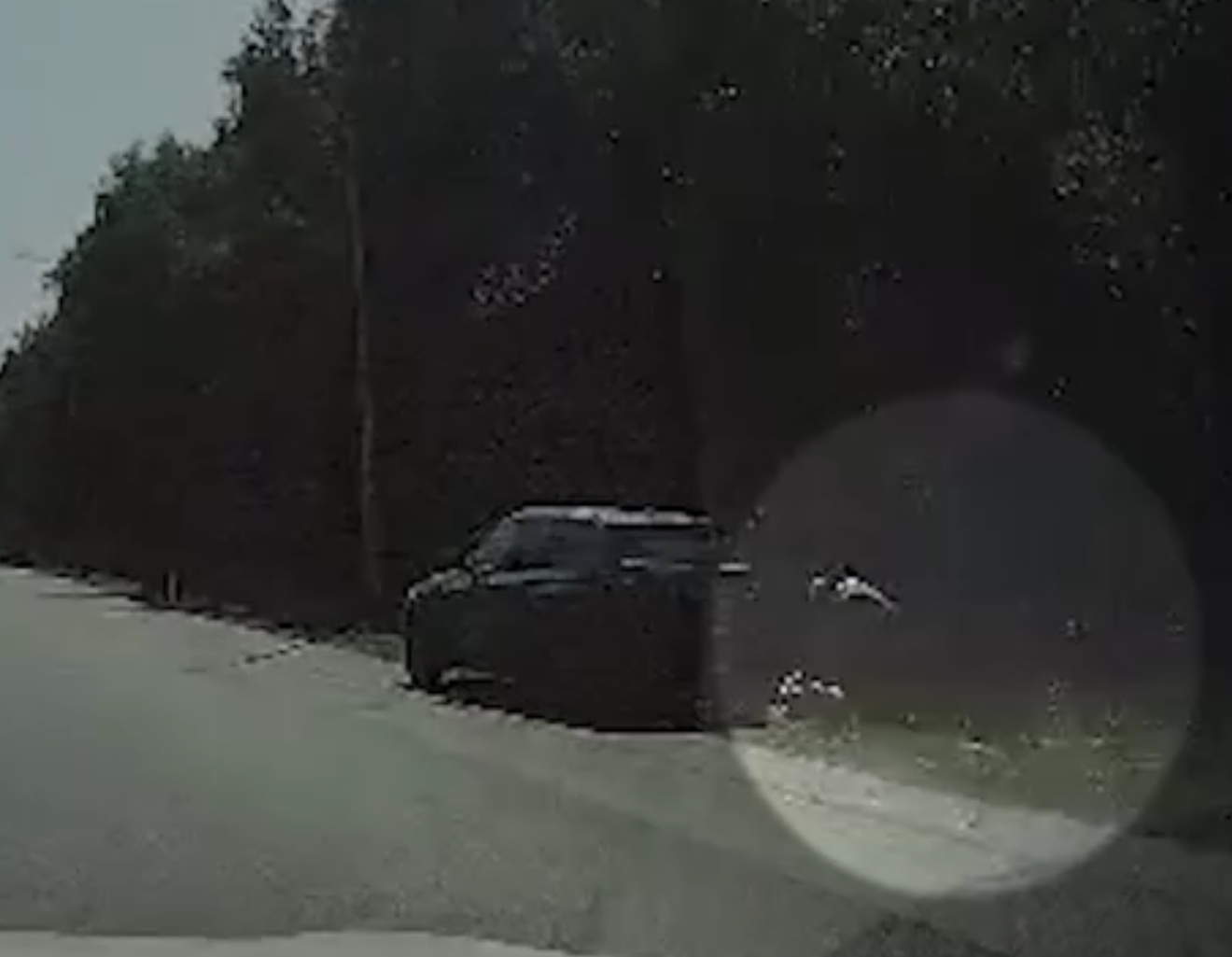 Водитель на BMW избивал собаку на Сибирском тракте