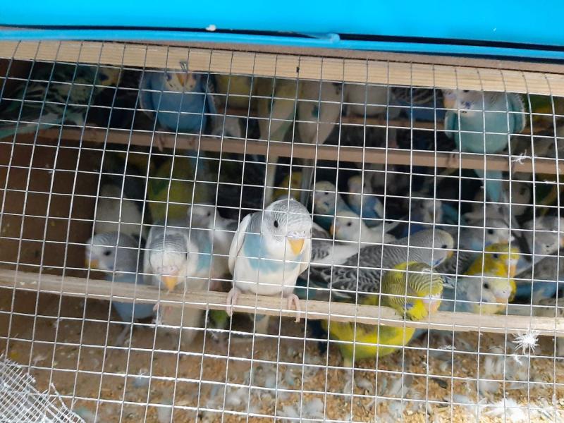 Из Краснодара в Свердловскую область самолётом доставили сотни попугаев и корелл | Партия попугаев и корелл из Краснодара прибыла в Екатеринбург