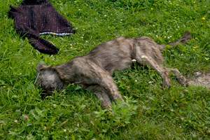 В Асбесте на территории одного из предприятий устроили массовый отстрел собак В Асбесте на территории одного из предприятий устроили массовый отстрел собак