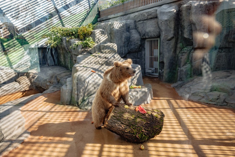 В Екатеринбурге зоопарк отпраздновал своё 95-летие  | Зоопарку Екатеринбурга исполнилось 95 лет 