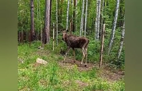 В Екатеринбурге спасли одного из двоих лосей, оказавшихся в центре города  | Одного из двоих лосей, оказавшихся в Екатеринбурге, удалось спасти 