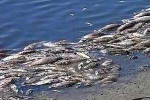 На Урале на Верхнетагильском пруду массовая гибель окуней