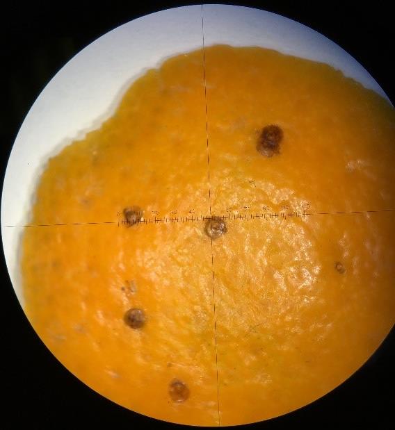 В Свердловскую область ввезли зараженные пакистанские мандарины В Свердловскую область ввезли зараженные пакистанские мандарины