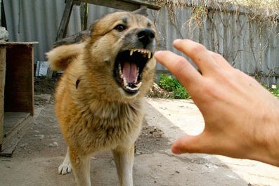 Шок — это по-челябински! В подъезде жилого дома прижилась бешеная собака