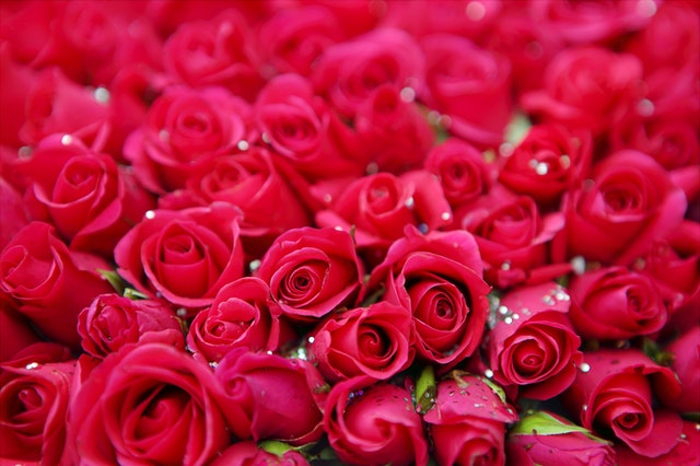 7 миллионов свежесрезанных цветов прибыло в Екатеринбург в преддверие 8 марта 7 миллионов свежесрезанных цветов прибыло в Екатеринбург в преддверие 8 марта