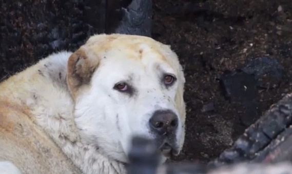 Собака по кличке Джессика спасла многодетную семью из Каменска-Уральского