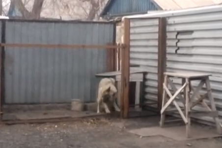 Пес-меломан танцует под западный хит. «А это где? В Караганде!» Пес-меломан танцует под западный хит. «А это где? В Караганде!»