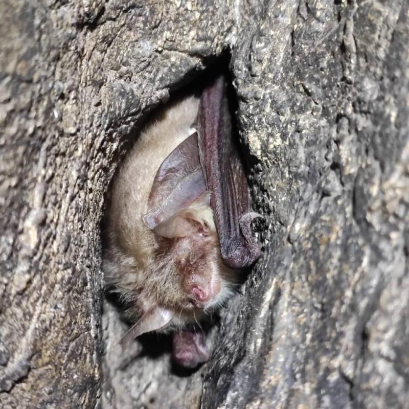 В Свердловской области ученые обнаружили редких летучих мышей в карстовых пещерах | В пещерах Свердловской области нашли редких летучих мышей