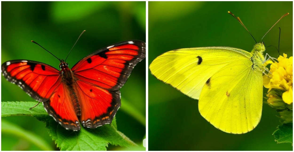 Выберите бабочку — узнаете, что мешает вам выражать эмоции: психологический тест для смелых
