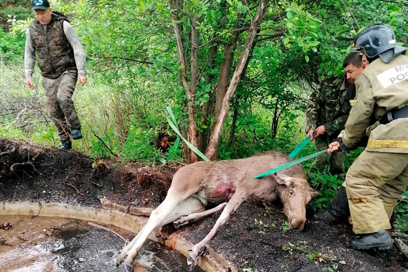 В Талице прошла настоящая спецоперация по спасению лося из ямы В Талице прошла настоящая спецоперация по спасению лося из ямы
