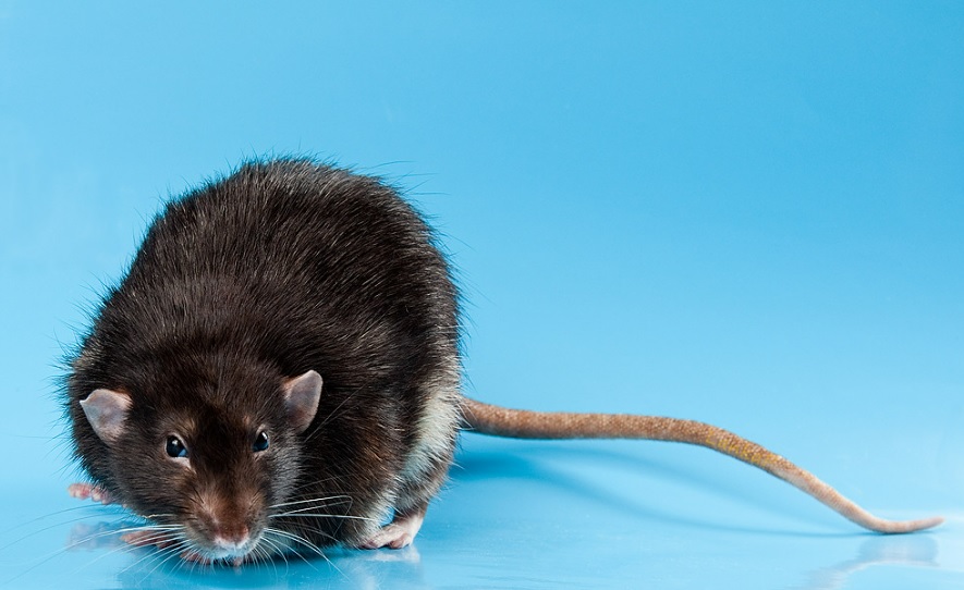 Ученики гимназии в Екатеринбурге пожаловались на крысу в столовой